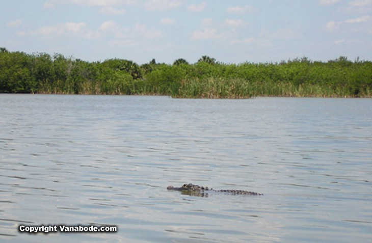 picture of alligator in pine island lake