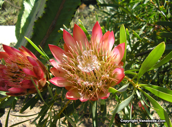 picture of cactus flower in balboa park gardens
