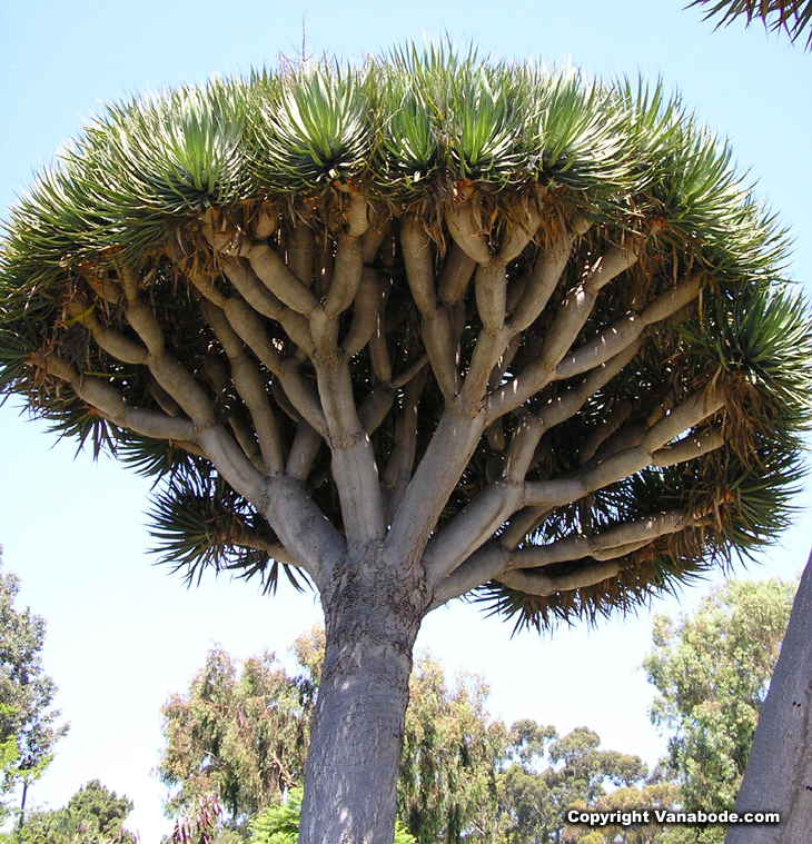 picture of tree in old cactus garden at balboa botanical garden