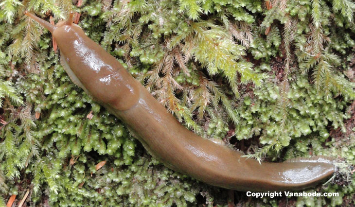 picture of banana slug in washington