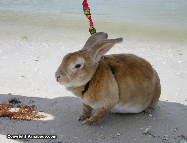 picture of bugsy bunny on the beach
