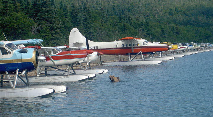 picture of bears swimming near float planes in Katmai Alaska
