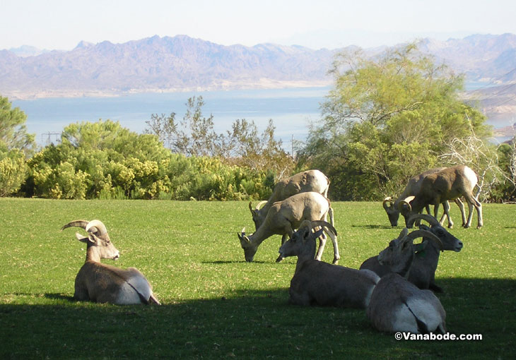 picture taken near lake mead nevada of big horn sheep