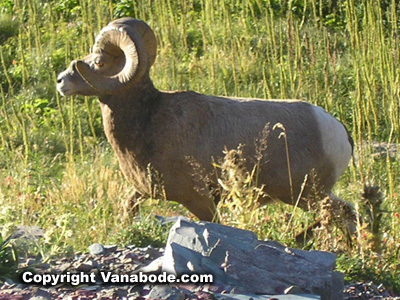 picture of big horn sheep at glacier national park montana
