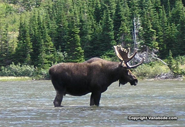 Picture of moose at Bullhead Lake at Many Glacier