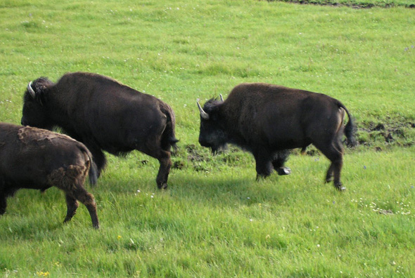 bison trotting across meadow picture