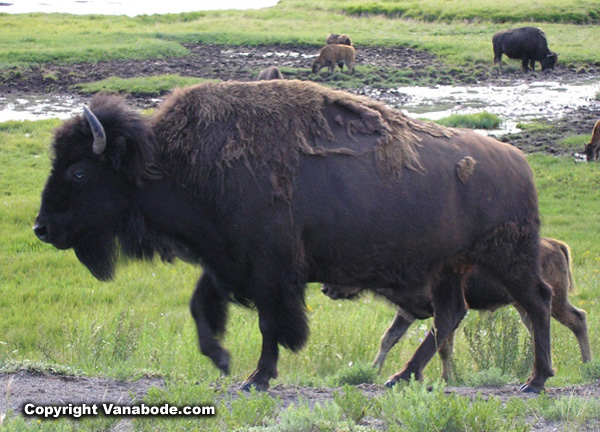 yellowstone bison picture