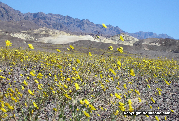 picture of flowers blooming in death valley