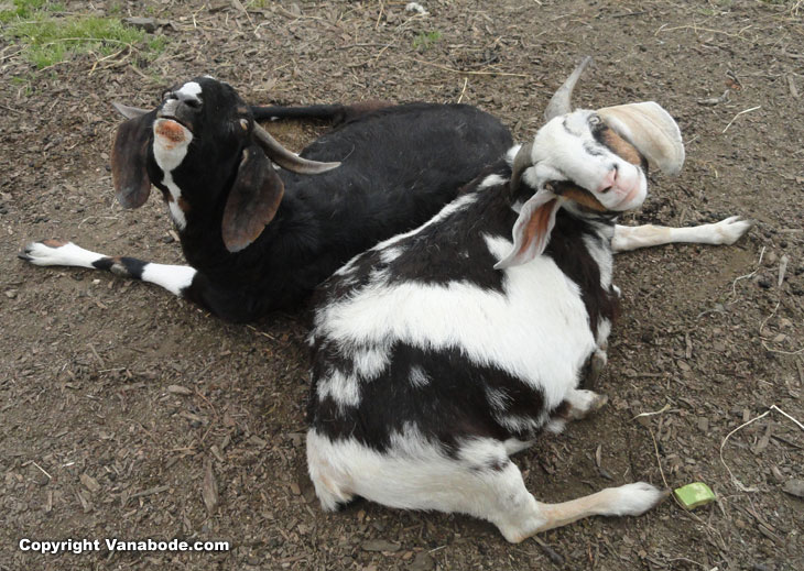 goats pictured at petting farm in tillamook oregon