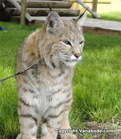 tame bobcat on leash picture