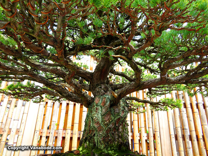 National Bonsai & Penjing Museum pine tree trained