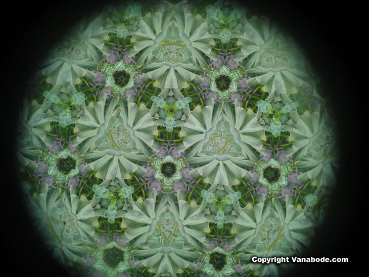 Botanical Kaleidoscope