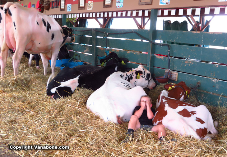 boy sleeping with cows at fair
