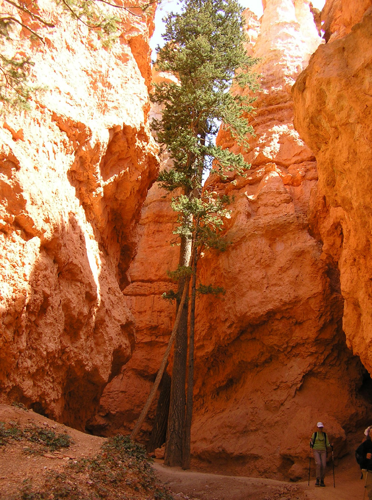 picture of trail hikers in bryce canyon