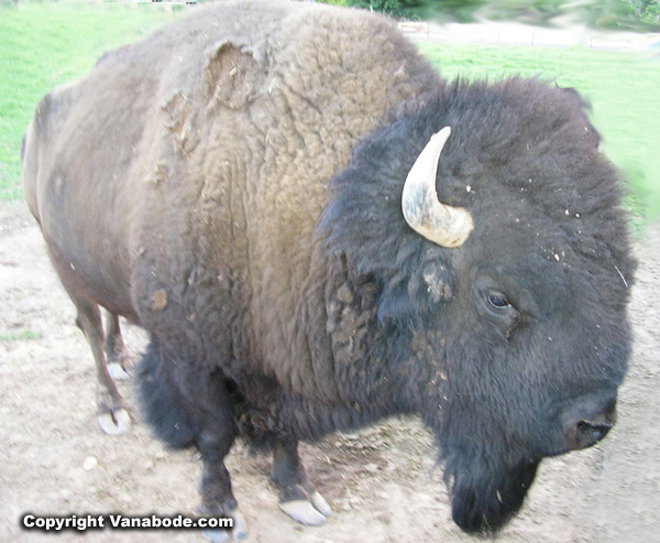 yellowstone buffalo picture