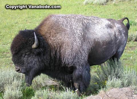 picture of buffalo with mud in yellowstone