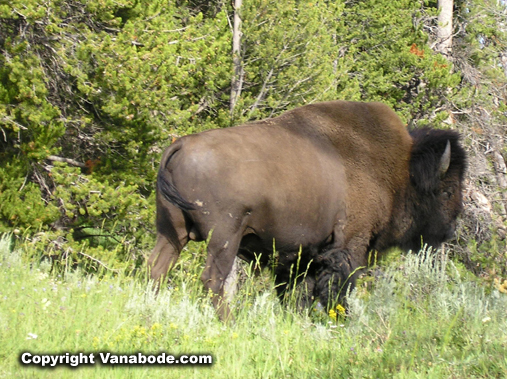 yellowstone park bison picture
