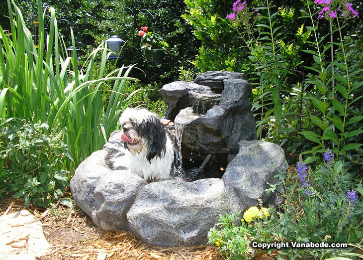picture of dog in backyard fountain in buford georgia