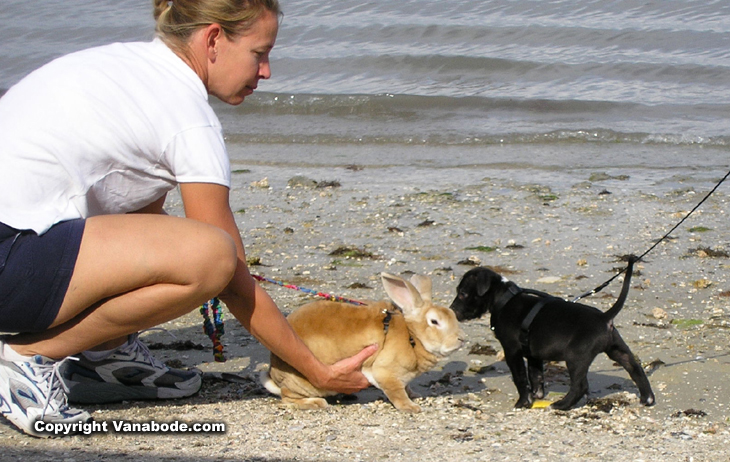 picture of bunny and puppy introduction on beach