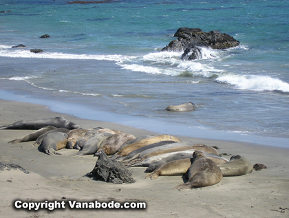 picture of california elephant seals
