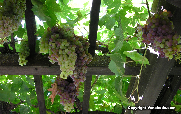 picture of california wine grapes