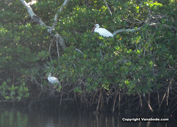 picture of american white ibis in mangroves in cape coral florida