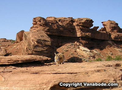 picture of bugsy in capitol reef utah