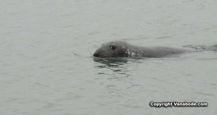 picture of seal at chatham fishing pier