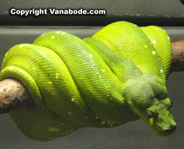 green boa constrictor in chicago zoo
