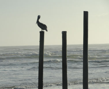 brown pelican in daytona beach picture