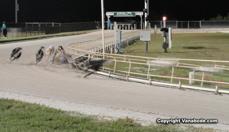 picture of greyhounds racing at daytona kennel club