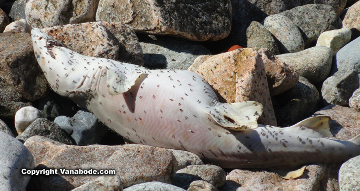 dead rhode island shark