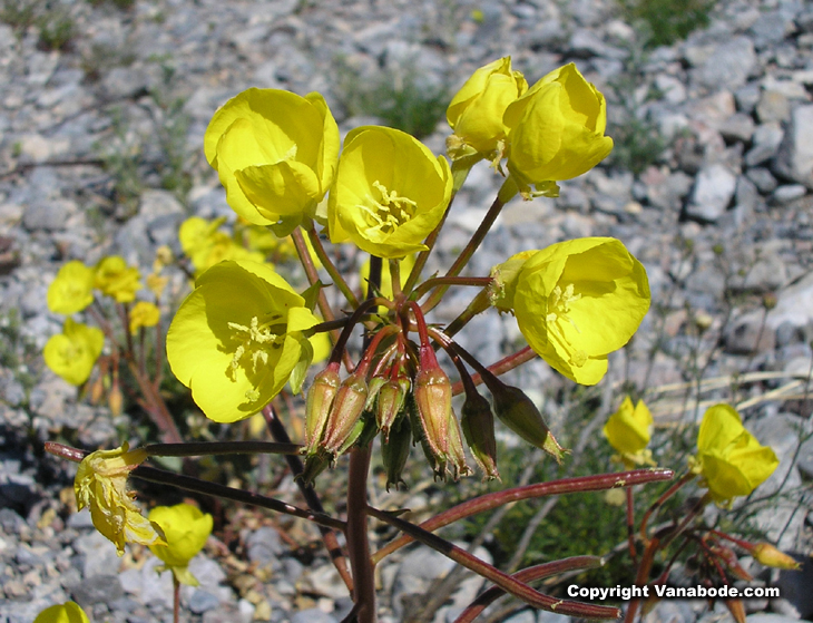 picture of yellow wildflowers in death valley
