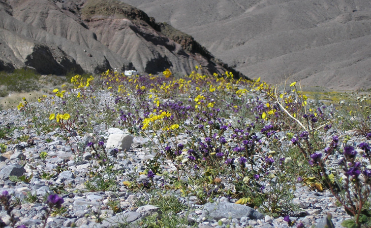 death valley wildflowers in bloom picture