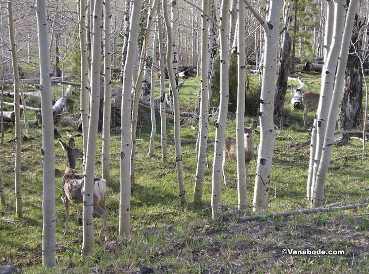 deer in dixie national forest utah picture