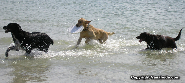 picture of dogs fetching frisbee 