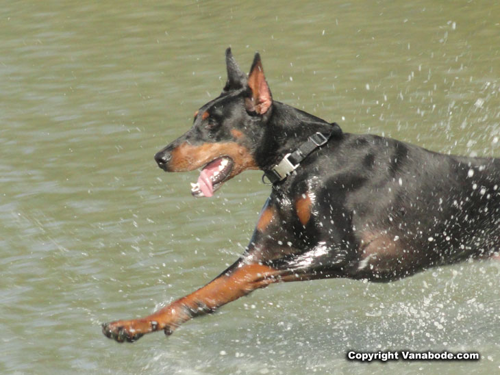 doberman playing at dog beach picture