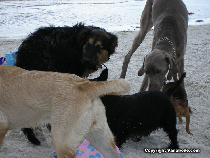 dog beach is friendly to all breeds and sizes picture