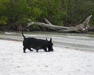 picture of terrior at dog beach near fort myers