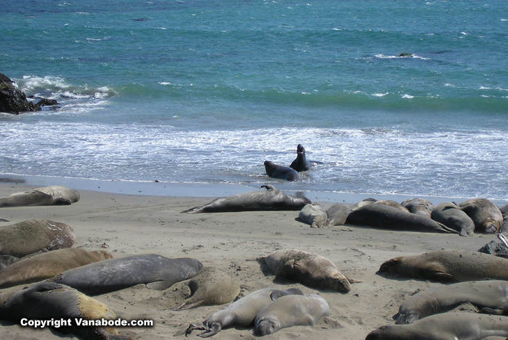 picture of elephant seals at san simeon near hearst castle