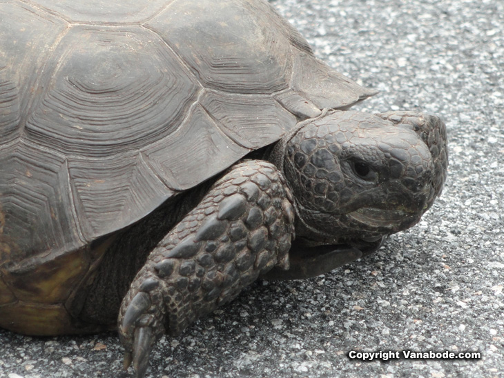 endandered gopher tortoise in florida picture