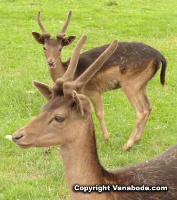 photo of brown fallow deer in washington game farm