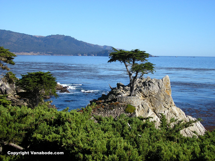 tree growing on the shoreline in California
