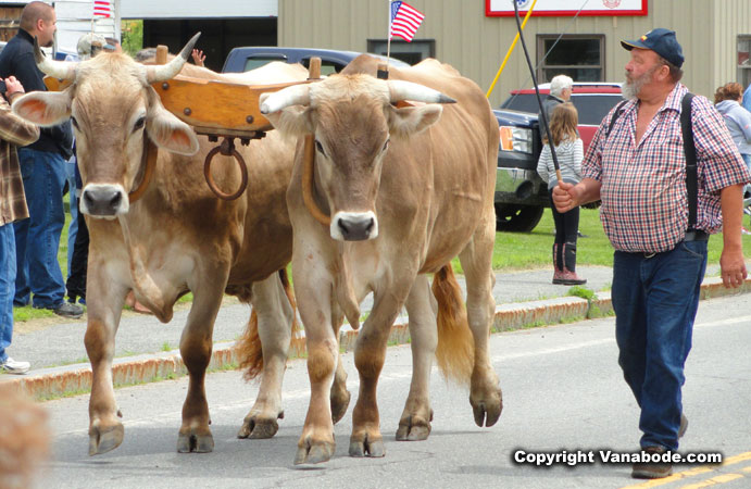 famous errol oxen marching in parade unleashed