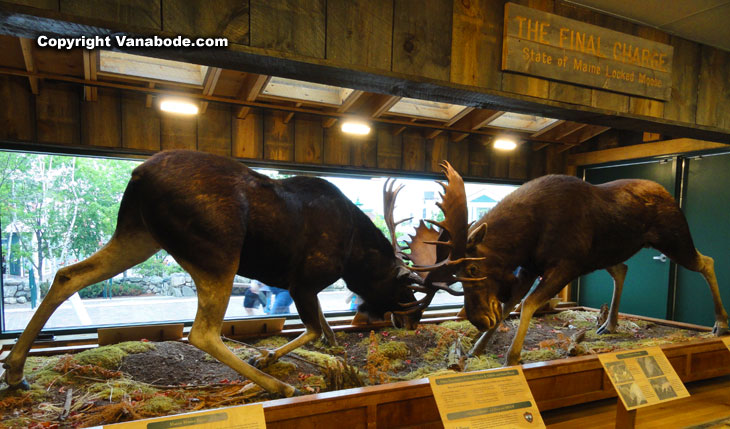 moose locked in maine at llbean store