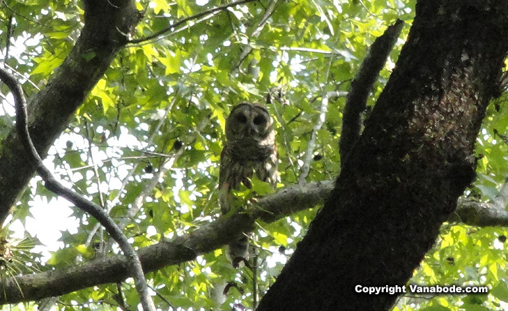 picture of a florida owl in the trees