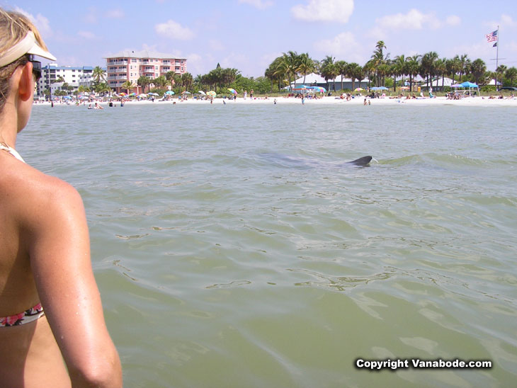 fort myers beach dolphin picture