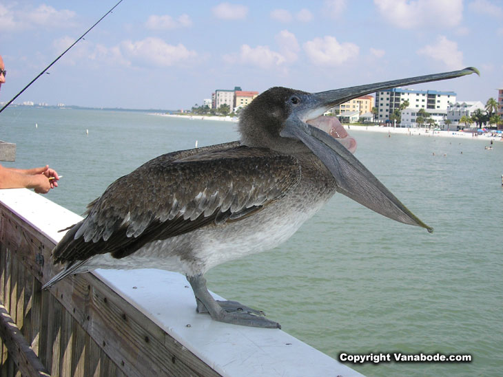 picture of pelican on fort myers beach fishing pier