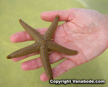 starfish found underwater at fort myers beach picture