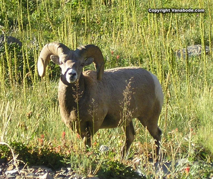 big horn sheep picture in montana